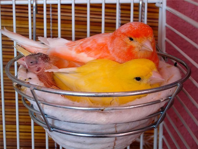 Содержание канареек и уход за ними в Яранске