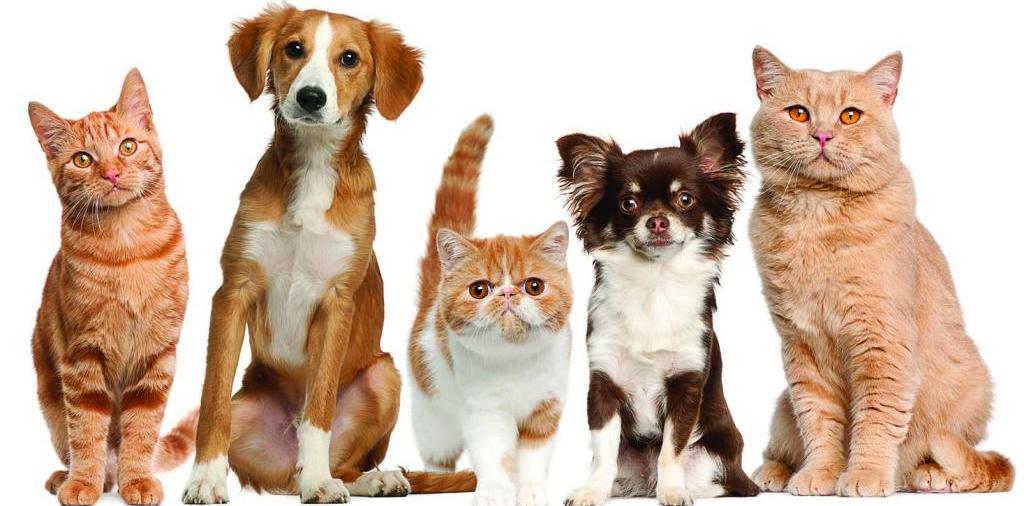 Доска объявлений о животных | ЗооТом - продажа, вязка и услуги для животных в Яранске