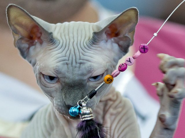 Выставки кошек в Яранске | ЗооТом портал о животных