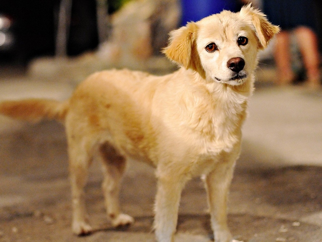 Породы собак в Яранске | ЗооТом портал о животных