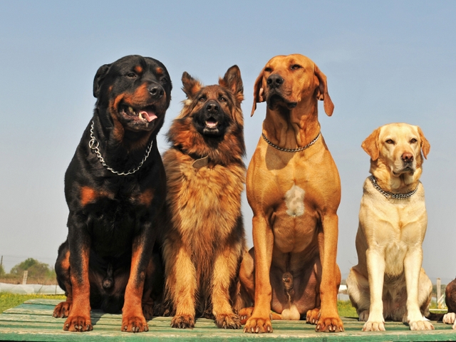 Крупные породы собак в Яранске | ЗооТом портал о животных