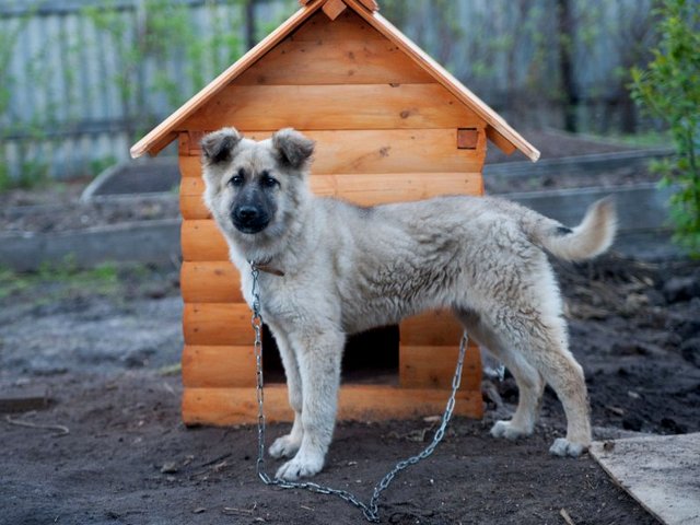 Все о собаках в Яранске